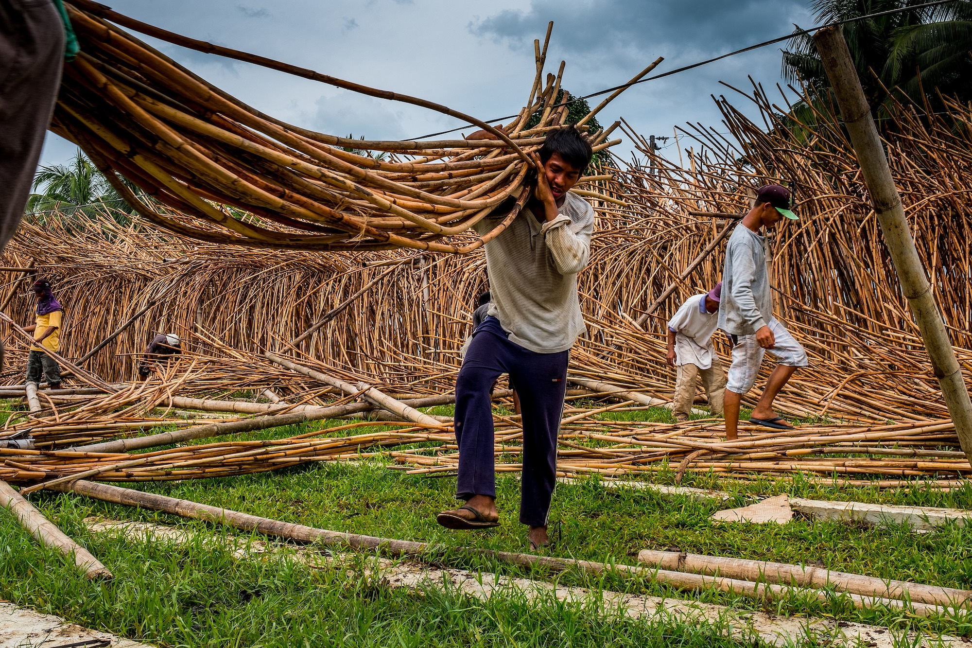 A Filipino man harvests rattan outdoors, hoisting a big bundle of it over his shoulder with more scattered on the ground around him and a field of more stems in the background.