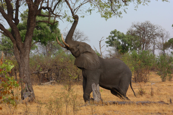 a bush elephant