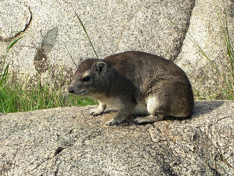 Hyrax on a rock in the wild